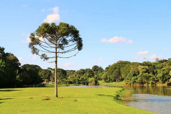 Araucaria Angustifolia (pinheiro brasileiro) em Curitiba - Brasil — Fotografia de Stock