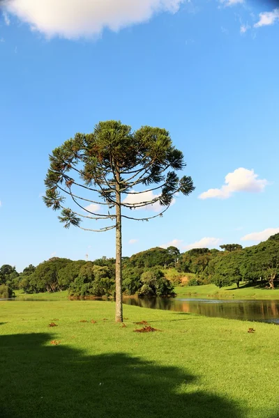 Araucaria iğde (Brezilya çam) Curitiba - Brezilya