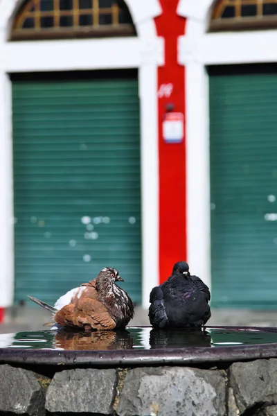 Pigeons standing on the fountain in Curitiba - Brazil — Stock Photo, Image