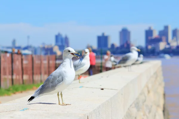 Bir martı ayakta Ellis Island (arka plan Manhattan'da bir beton duvar)