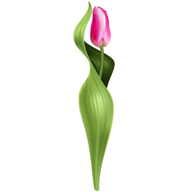 Beyaz arka plan üzerinde izole Pembe Lale