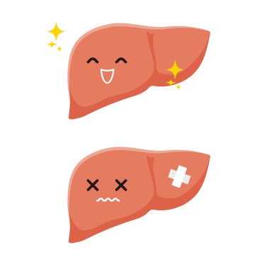 Karaciğer. Vektör illüstrasyonunu düzenlemek kolaydır..