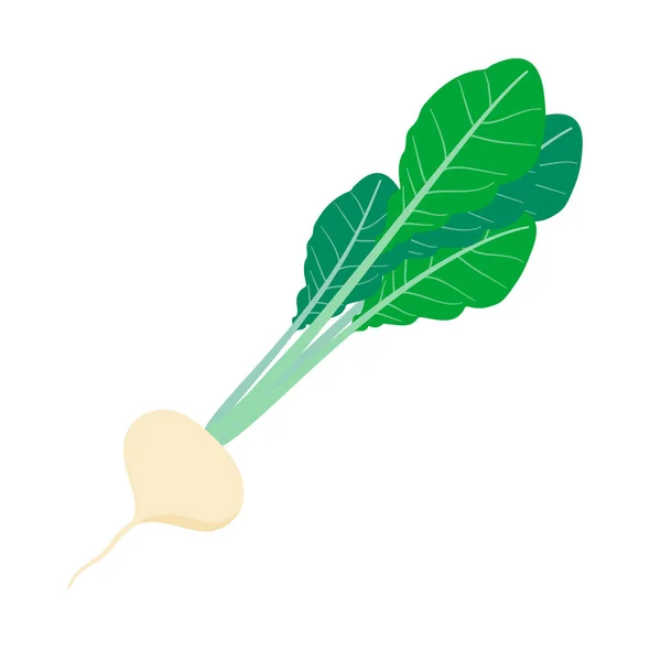 Ilustración Turnip Vector Que Fácil Editar — Vector de stock