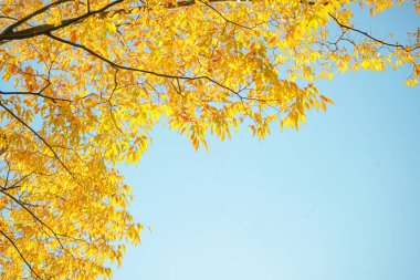 Sarı yapraklı sonbahar ağaçları mavi gökyüzüne karşı