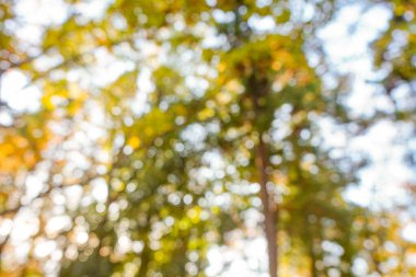 Sonbahar ağaçları ile soyut bokeh arkaplanı