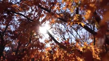 Güneş sonbahar yapraklarının ardında parlıyor.