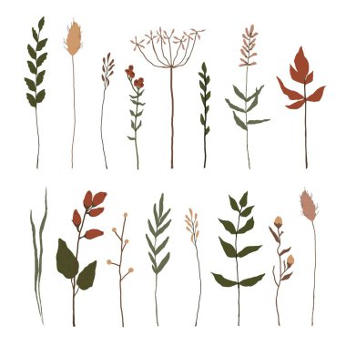 Çiçek elementleri seti. Botanik koleksiyonu. Tarla çiçekleri, bitkiler. Çiçekler, yapraklar, dallar ve diğer doğal elementler.