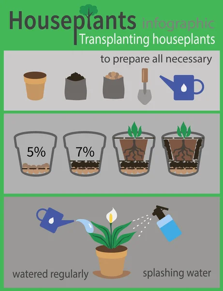 Zimmerpflanzen verpflanzen Infografiken — Stockvektor