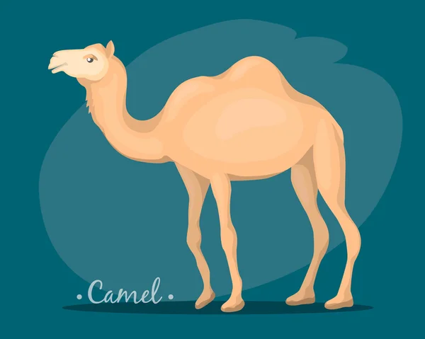 The image of a camel — Stock Vector