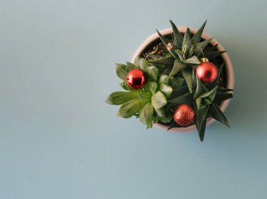 Pastel mavi arka planda kırmızı Noel ağacı süslemeleri olan yeşil sulular. Modern kopyalama alanı.
