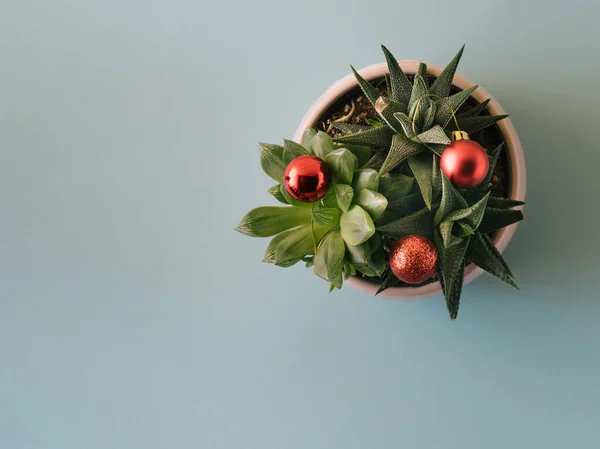 Suculentas Verdes Con Decoraciones Rojas Del Árbol Navidad Sobre Fondo Fotos De Stock Sin Royalties Gratis