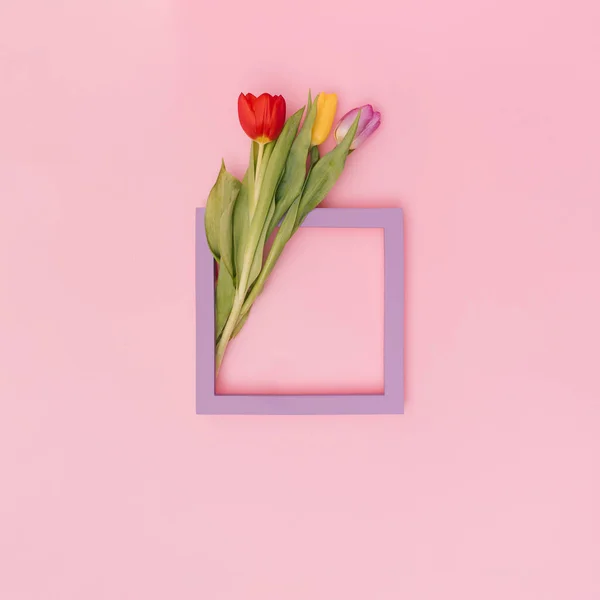 Bingkai Ungu Dengan Tiga Bunga Tulip Latar Belakang Pastel Ruang — Stok Foto