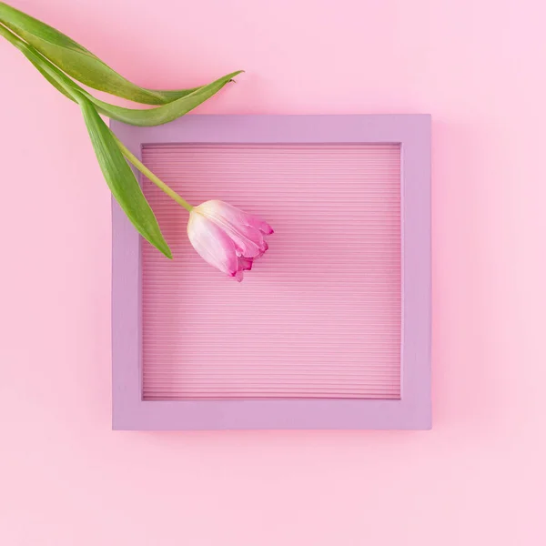 Bingkai Ungu Dengan Satu Tulip Merah Muda Pada Latar Belakang — Stok Foto