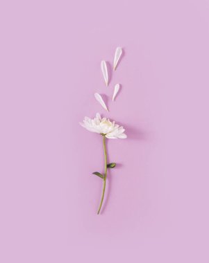 Pastel mor arka planda düşmüş taç yaprakları olan beyaz papatya çiçeği. Minimum Sevgililer Günü ya da Kadın Günü konsepti.