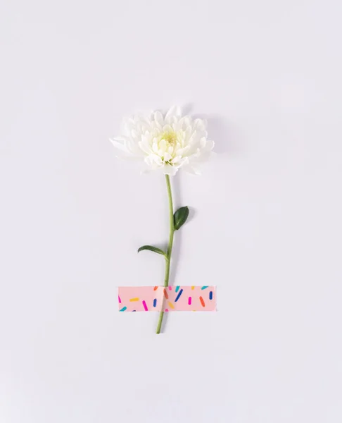 Bunga Bunga Daisy Putih Dengan Pita Perekat Yang Hidup Pada — Stok Foto