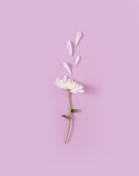 Weiße Gänseblümchenblümchen Mit Abgefallenen Blütenblättern Auf Pastellviolettem Hintergrund Minimaler Valentinstag Stockbild