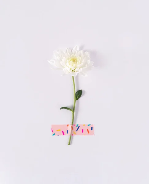 Біла Рожева Квітка Яскравою Клейкою Стрічкою Якому Білому Тлі Концепція Стокове Фото