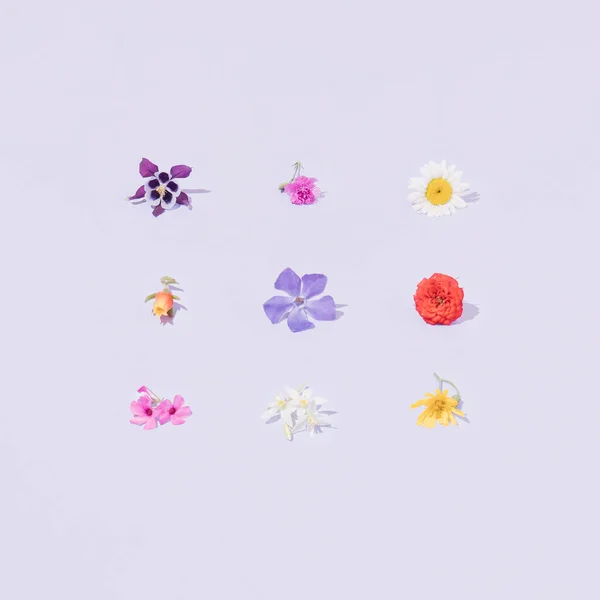 Variant Colorful Spring Summer Flowers Pastel Purple Background Minimal Creative Stock Picture