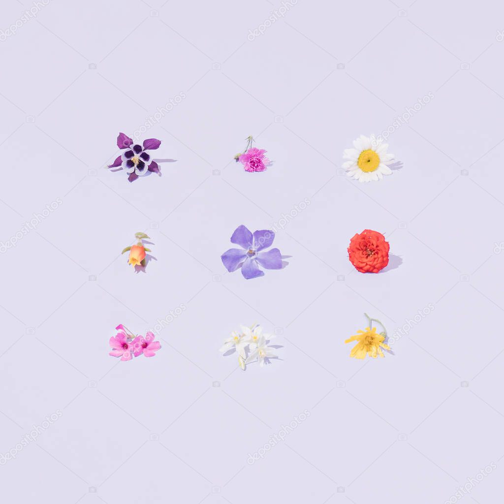 Variant colorful spring or summer flowers. Pastel purple background. Minimal creative nature pattern.