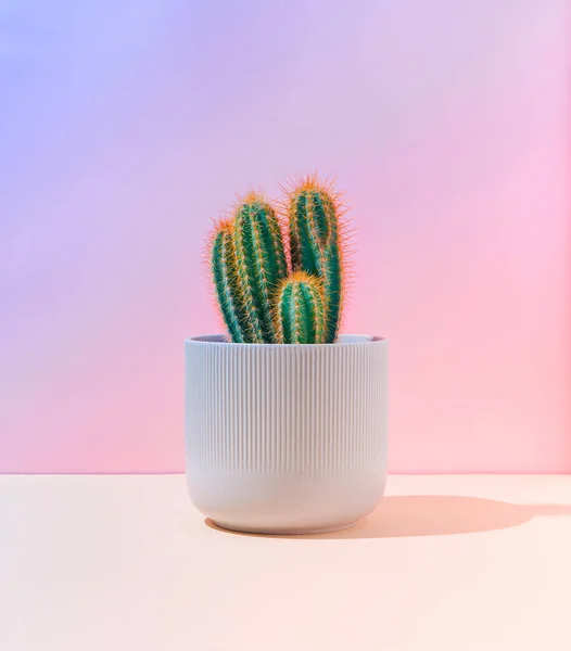Fluorescent Neon Kaktus Pada Pastel Merah Muda Dan Biru Gradien — Stok Foto