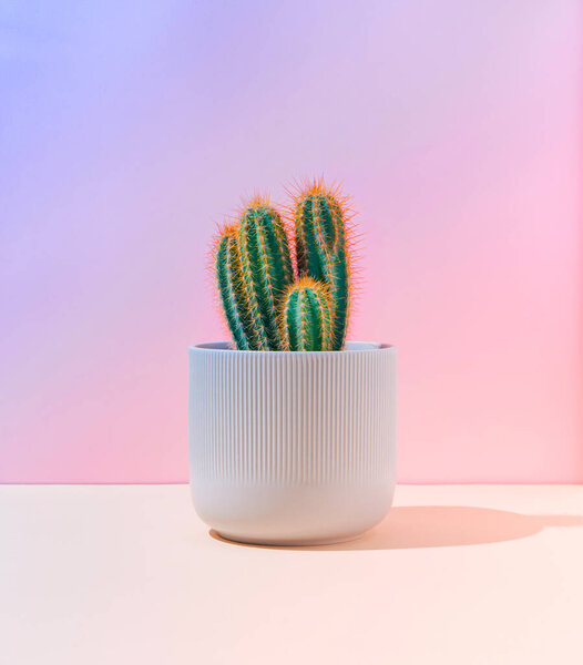 Fluorescent Neon Cactus Pastel Pink Blue Gradient Background Minimal Creative Stock Photo