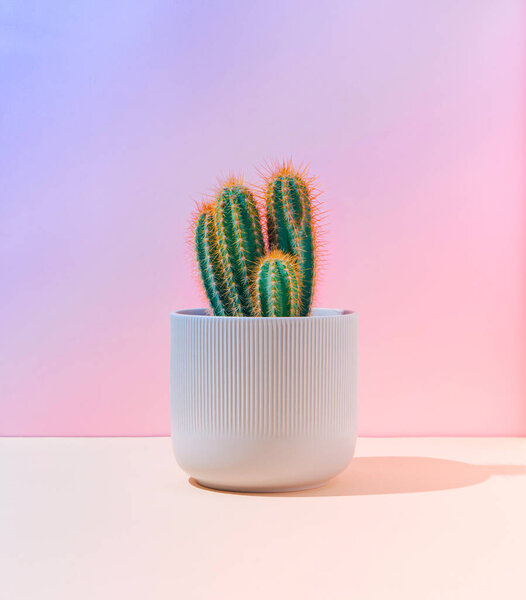 Fluorescent Neon Cactus Pastel Pink Blue Gradient Background Minimal Creative Stock Picture