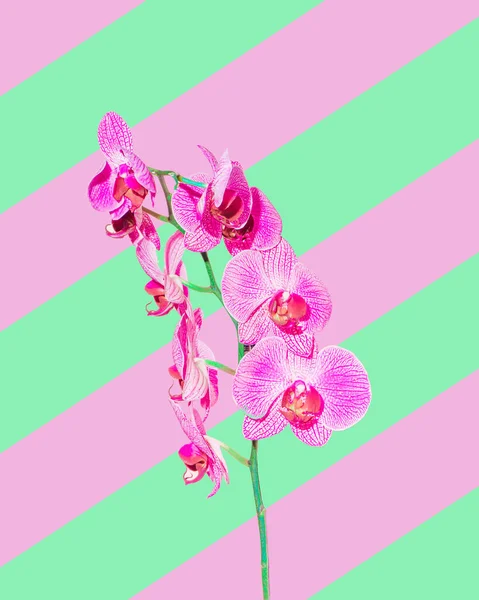 Orchid on vivid pink and green background with stripes.