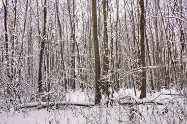 Güzel manzaralı kış ormanı. Yağan kar. Bükreş 'te beyaz Noel. 