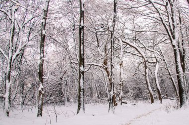 Güzel manzaralı kış ormanı. Yağan kar. Bükreş 'te beyaz Noel. 