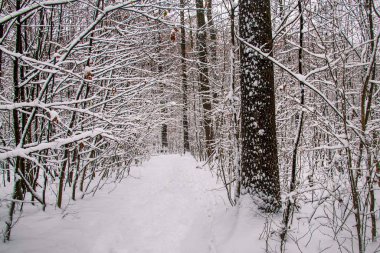 Güzel manzaralı kış ormanı. Yağan kar. Bükreş 'te beyaz Noel. 