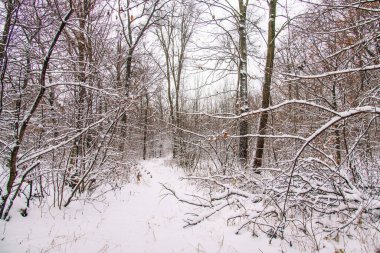 Güzel manzaralı kış ormanı. Yağan kar. Bükreş 'te beyaz Noel. 