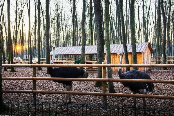 Animaux Dans Espace Extérieur Dans Beau Parc Bucarest Hiver — Photo