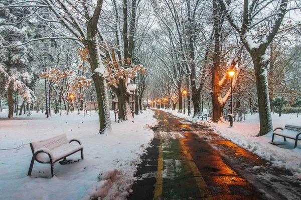 Winterseizoen Herastrau Park Boekarest Roemenië Een Schitterend Landschap Bedekt Met — Stockfoto