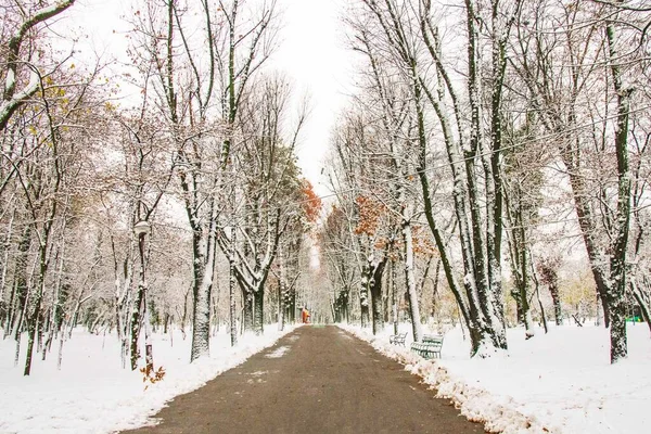 冬の季節 ルーマニアのブカレスト公園雪に覆われた壮大な風景 — ストック写真