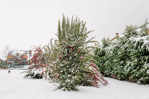 Snow Covered Yard Beautiful Neigborhood Bucharest Christmas Landscape — Stock Photo, Image