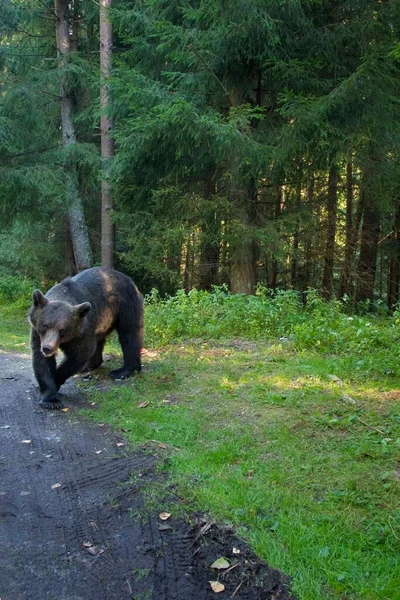 Большой Бурый Медведь Лесу Ищет Еду — стоковое фото