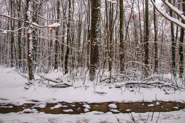 Bosque Invierno Con Hermosas Vistas Caída Nieve Blanca Navidad Bucarest —  Fotos de Stock