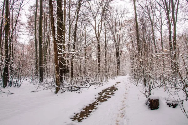 美しい景色を望む冬の森雪が降るブカレストの白いクリスマス — ストック写真