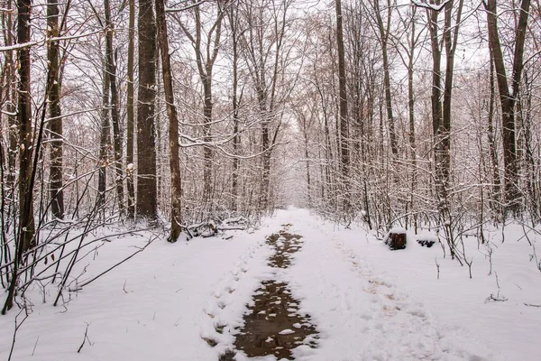 美しい景色を望む冬の森雪が降るブカレストの白いクリスマス — ストック写真