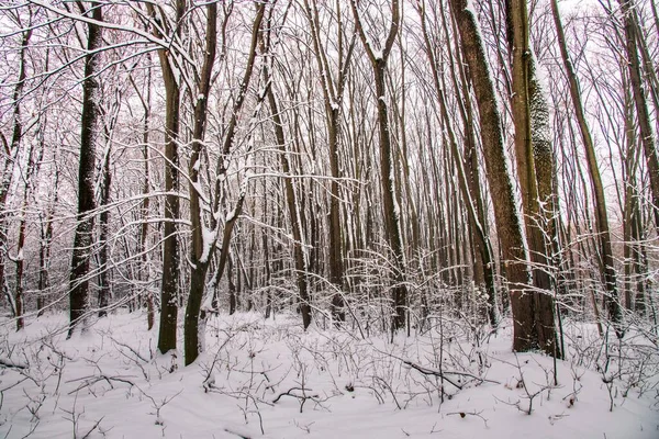 Bosque Invierno Con Hermosas Vistas Caída Nieve Blanca Navidad Bucarest —  Fotos de Stock