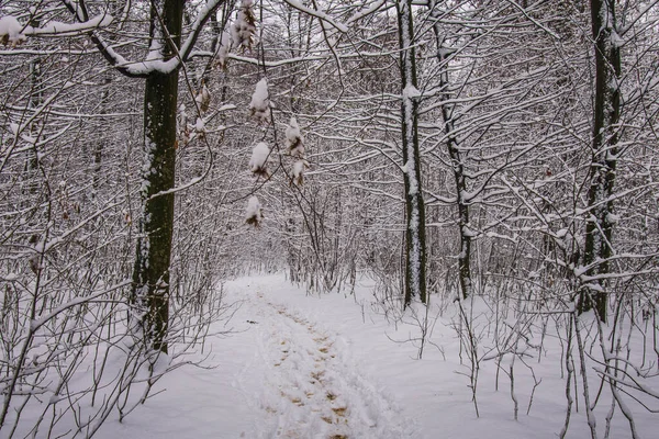 Winterbos Met Prachtig Uitzicht Vallende Sneeuw Witte Kerst Boekarest — Stockfoto