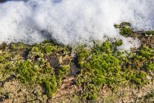 Closeup Neve Tronco Árvore Uma Floresta Bucareste — Fotografia de Stock