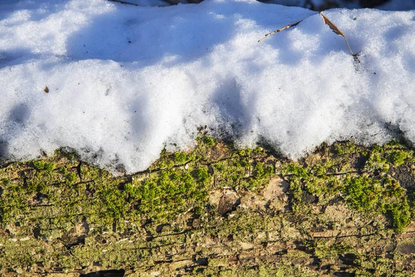 Closeup Neve Tronco Árvore Uma Floresta Bucareste — Fotografia de Stock