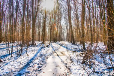 Kar yağan güneşli bir günde, kış boyunca sihirli orman. Kar ormanı kar yağışı. Noel Yeni Yıl arkaplanı muhteşem bir manzara. Soğuk hava