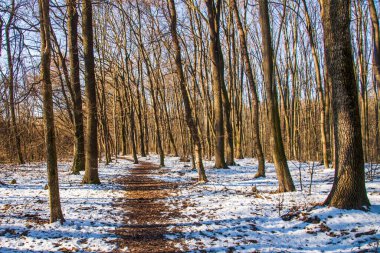 Kar yağan güneşli bir günde, kış boyunca sihirli orman. Kar ormanı kar yağışı. Noel Yeni Yıl arkaplanı muhteşem bir manzara. Soğuk hava