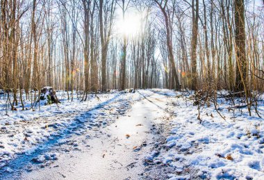 Kar yağan güneşli bir günde, kış boyunca sihirli orman. Kar ormanı kar yağışı. Noel Yeni Yıl arkaplanı muhteşem bir manzara. Soğuk hava