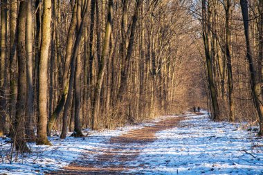 Kar yağan güneşli bir günde, kış boyunca sihirli orman. Kar ormanı kar yağışı. Noel Yeni Yıl arkaplanı muhteşem bir manzara. Soğuk hava