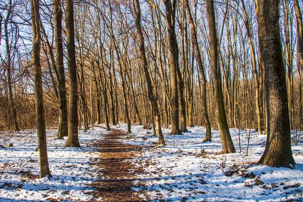 Zauberwald Winter Mit Fallendem Schnee Sonnigen Tag Schneefall Wald Weihnachten — Stockfoto