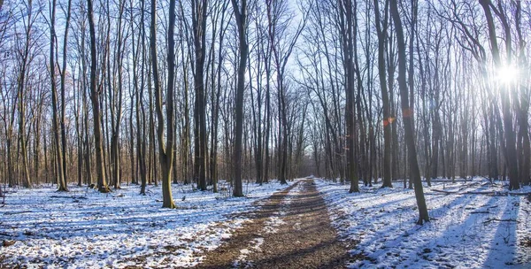 雪の晴れた日に降る冬の間の魔法の森 雪の森の雪 クリスマス冬の背景壮大な風景 — ストック写真