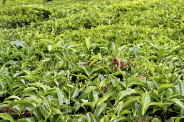 Munnar, Kerala, Hindistan 'daki çay tarlaları. Çok güzel bir manzara. 